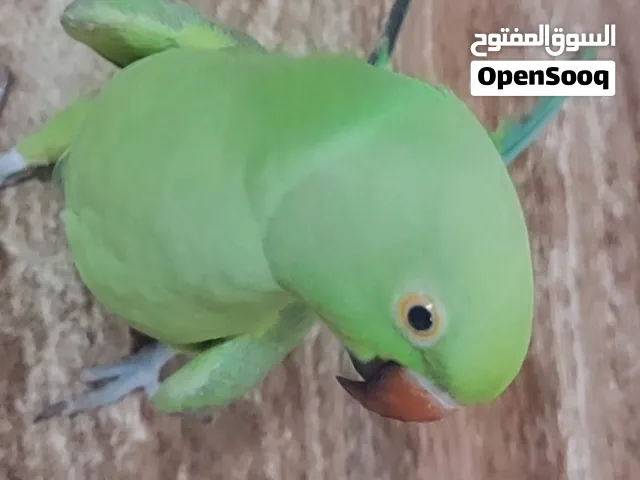 متوه الدره للبيع