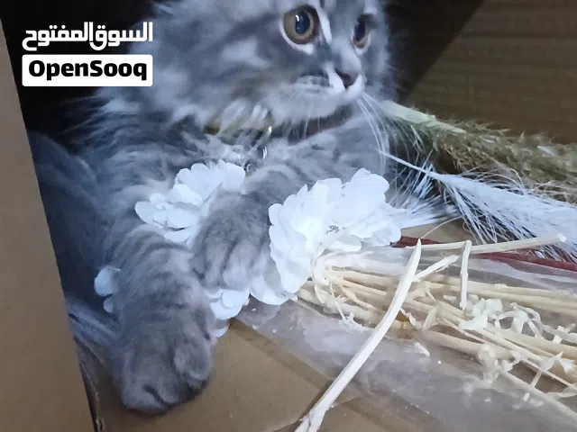 شيرازي  للبيع عمر شهرين و21يوم حالة جيدا