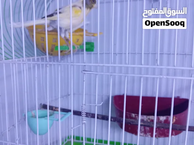 كناري زوج شرط التفريخ حاليا مبيضة