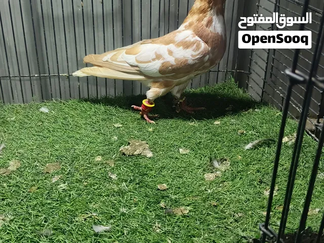 فراخ نخب اول