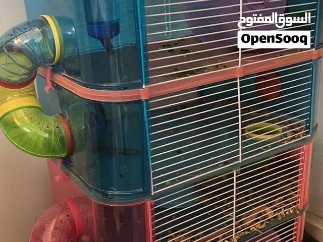 5 hamsters with cage (all 1 family)