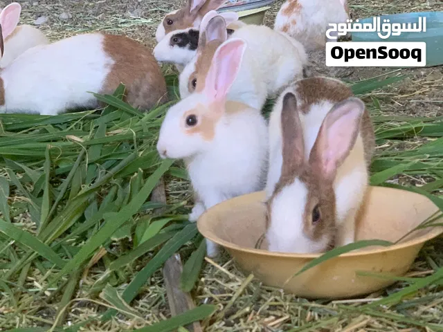 أرانب عمانيات