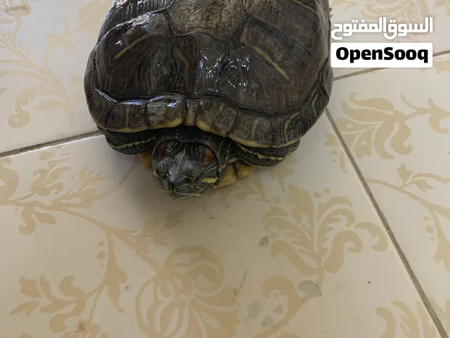 ذكر سلحفاه