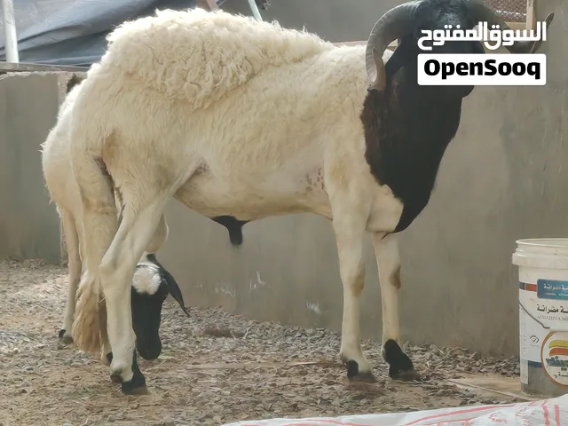 كبش رأسه أسود وقرون