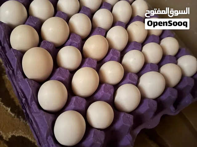 بيض بلدي مخصب