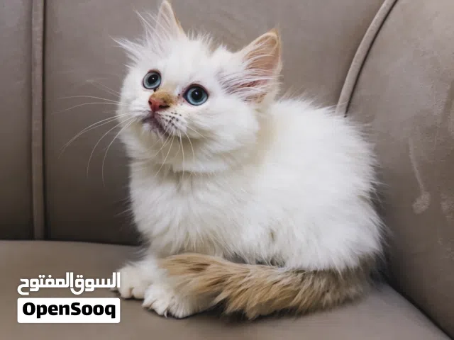 Pure Himalayan Flame Point kittens available