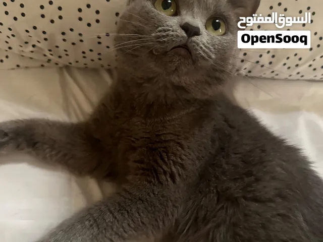 قطة سكوتش للبيع