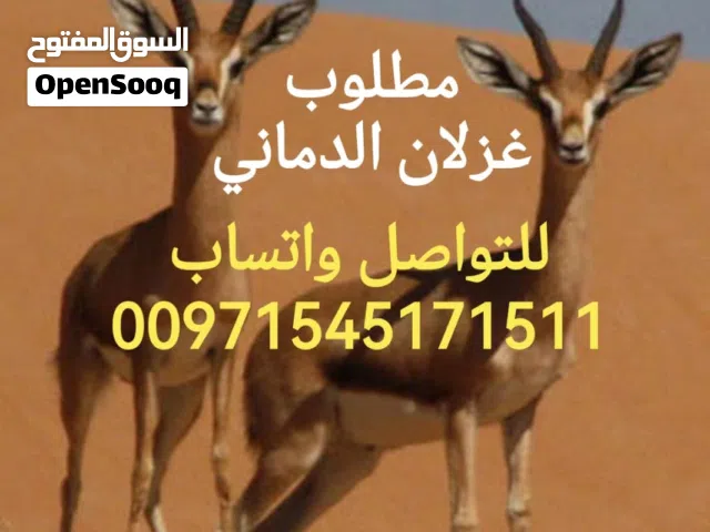 مطلوب غزلان الدماني العدد مفتوح