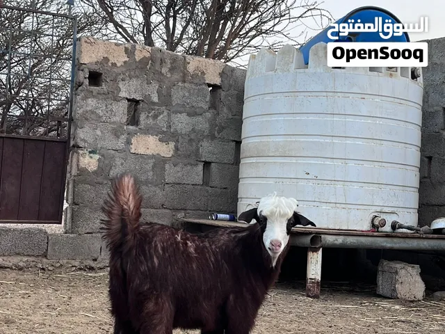 رضعان للبيع ولاد ست سبع شهور