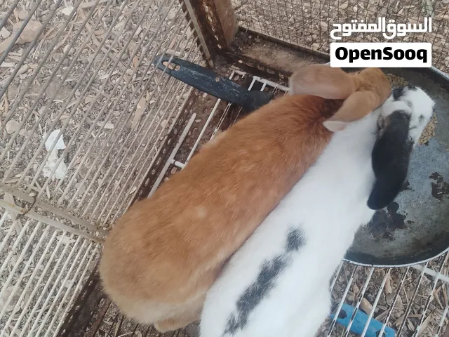 ارانب للبيع