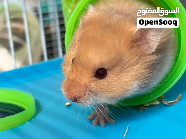 هامستر (هامتارو) للبيع