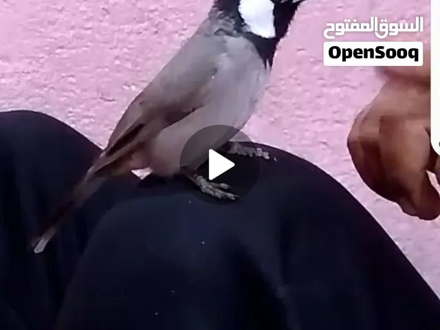 بلبل الليف