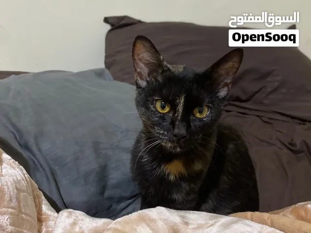 ست شهور أنثى