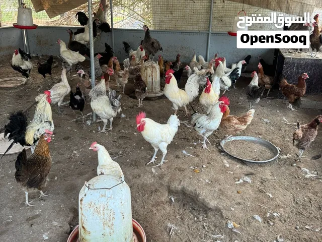 للبيع بط مصري ودياكه هجين عماني فرنسي