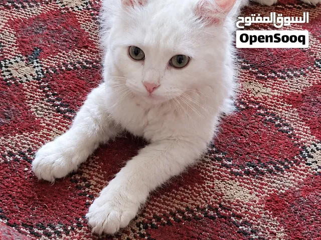 قطه الايفه تربيت منازل