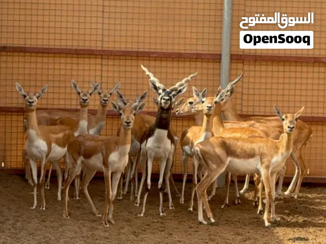 غزلان بلاك بك بأعمار مختلفة منتجات و الصحة ممتازه