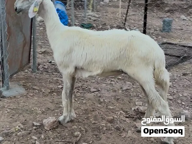 جاعده رمليه