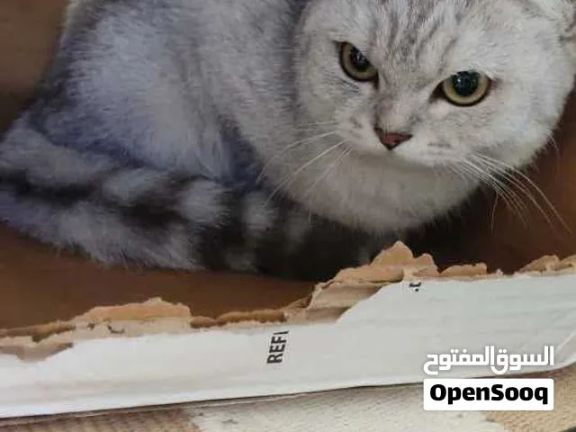 بريتش وبريطاني وشانشيلا وسكوتش فولد وستريت وهيماايلا وراغدول وبريتي وسكوتي وغيرو علخاص