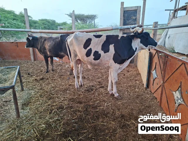 عجاله تهجين هولندي 380 الراس نهايه ماناسبك السعر تجاهل الاعلان تواصل واتساب او اتصال