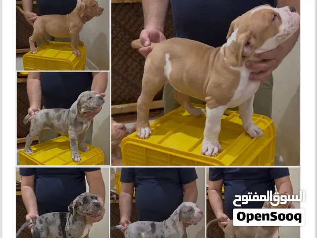 American bully XL puppies