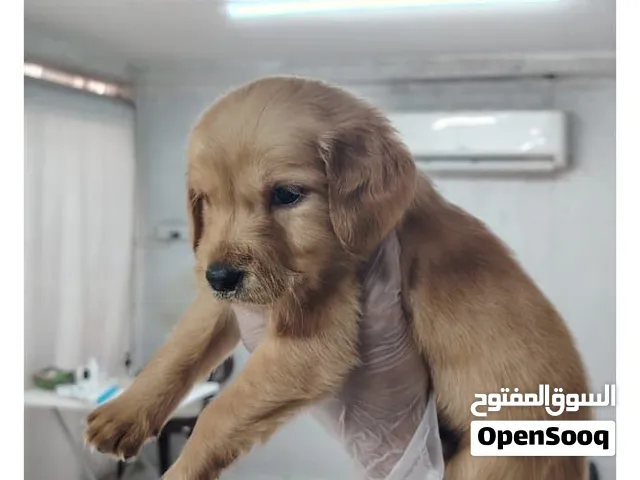 Golden retriever puppy male and female