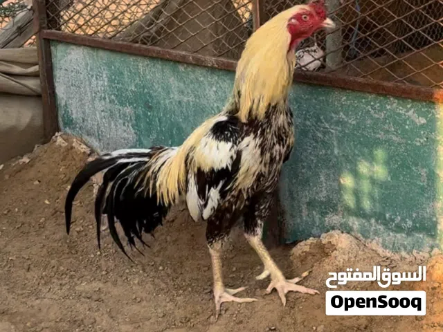 للبيع ديك باكستاني