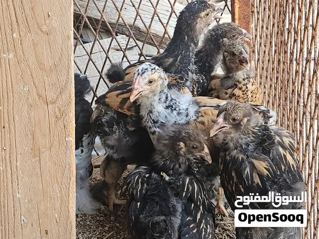 شوشيوا براهما