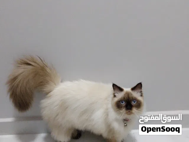 قط للتزاوج فقط/cat for mating only
