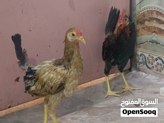 دجاج عرب البيع نقي