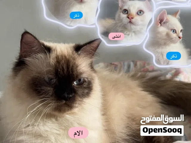 قطط ( ام مع اطفالها الخمسة )
