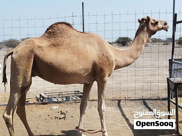 قحور للبيع