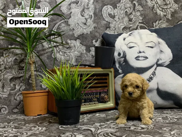 High quality teacup and Toy Poodle puppies