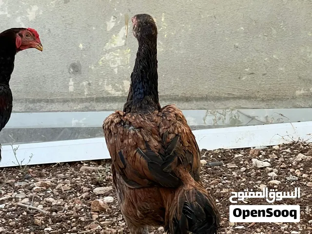 3 فرخات وديك للبيع او للبدل