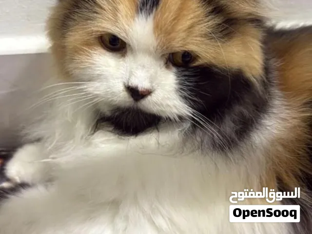 6 Months Persian female Cat for Adoption