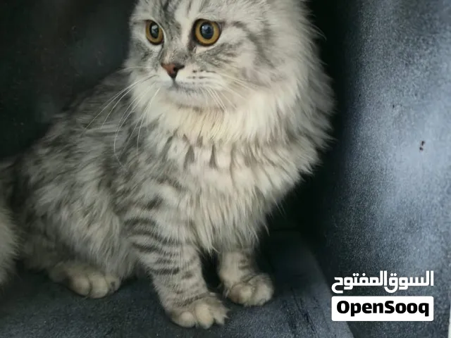 قطه جميله شيرازيه