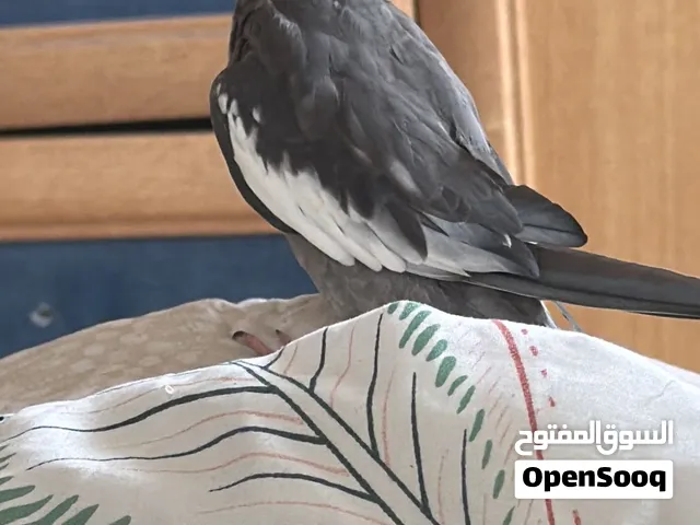 ببغاء كوكتيل