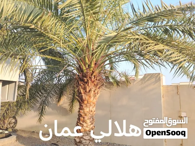 نخيل للبيع