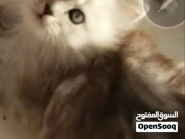 ذكر شيرازي لعووووب جدا