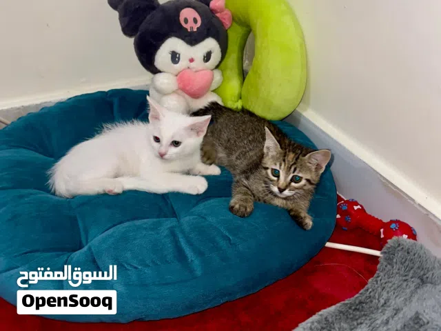 قطط بعمر 3شهور و 6اشهر سكوتش ستريت للتيني