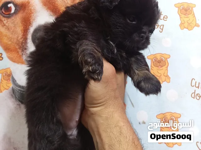 اجمل جراوي بيكنواه بيور في ولاد وبنات احجام ميني