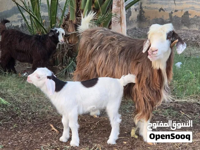 هوش وجدايه وصخلان رحبيات