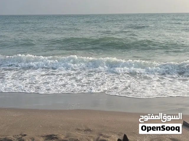 أنثى جيرمن شيبرد مأخذه كل تطعيمات