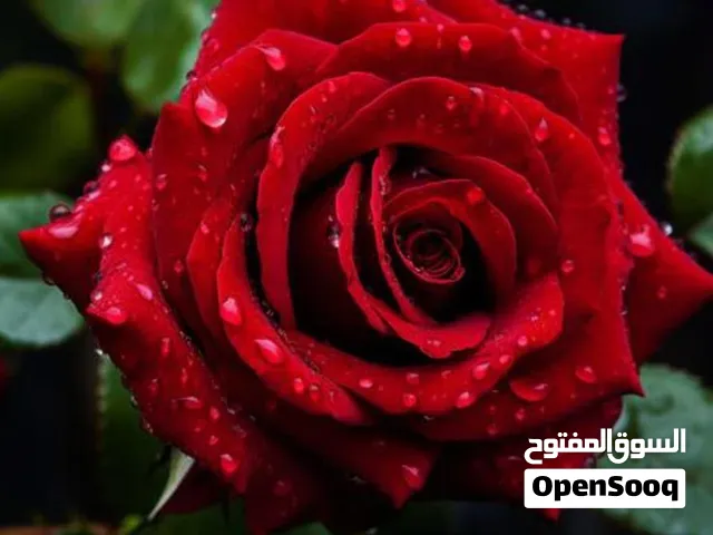 يتوفر  حطب كمية كبيره