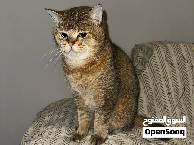 Male cat for Adoption