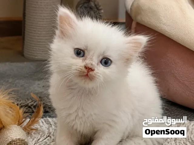 4 كتن سكوتش ستريت شهر و نصف للبيع kittens Scottish Straight