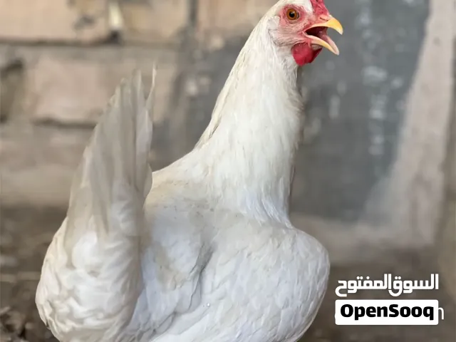 مطلوب دجاجه بيضه العنده لايقصر