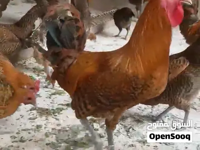 دجاج فيومي ذهبي دم صافي