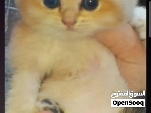 سكوتش فولد