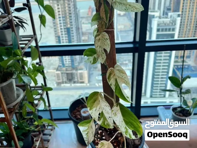 Epipremnum pinnatum ‘Albo Variegata’