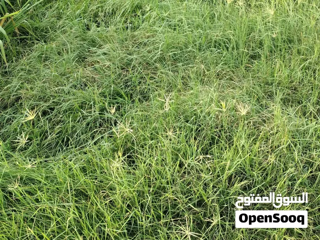حشيش وبنكام